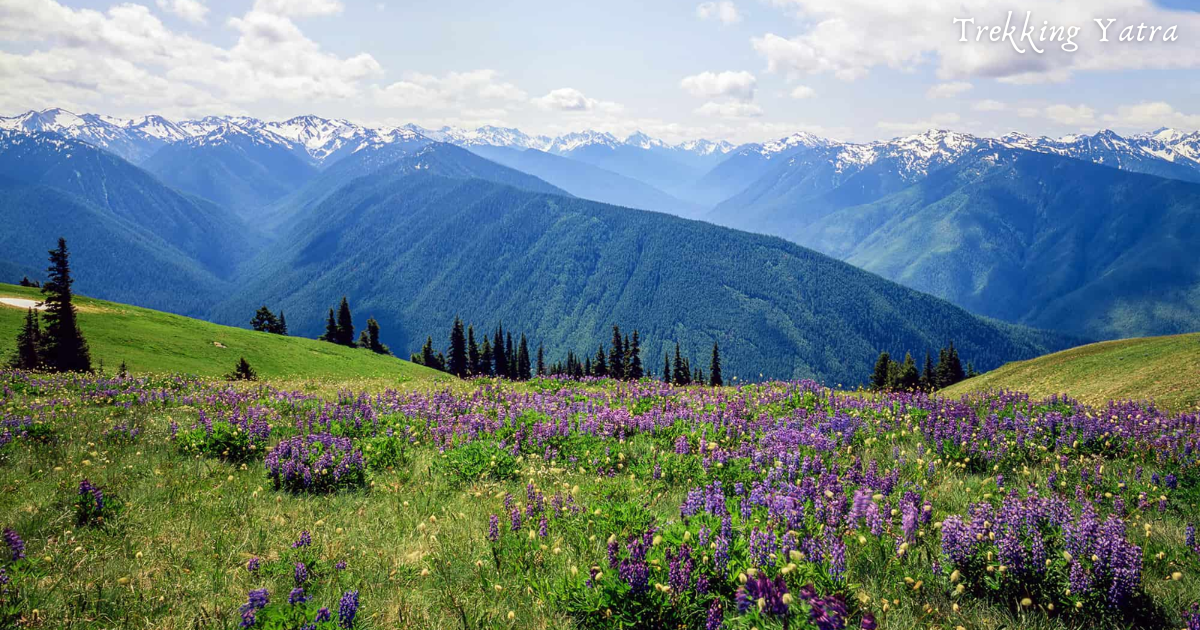 Olympic National Park