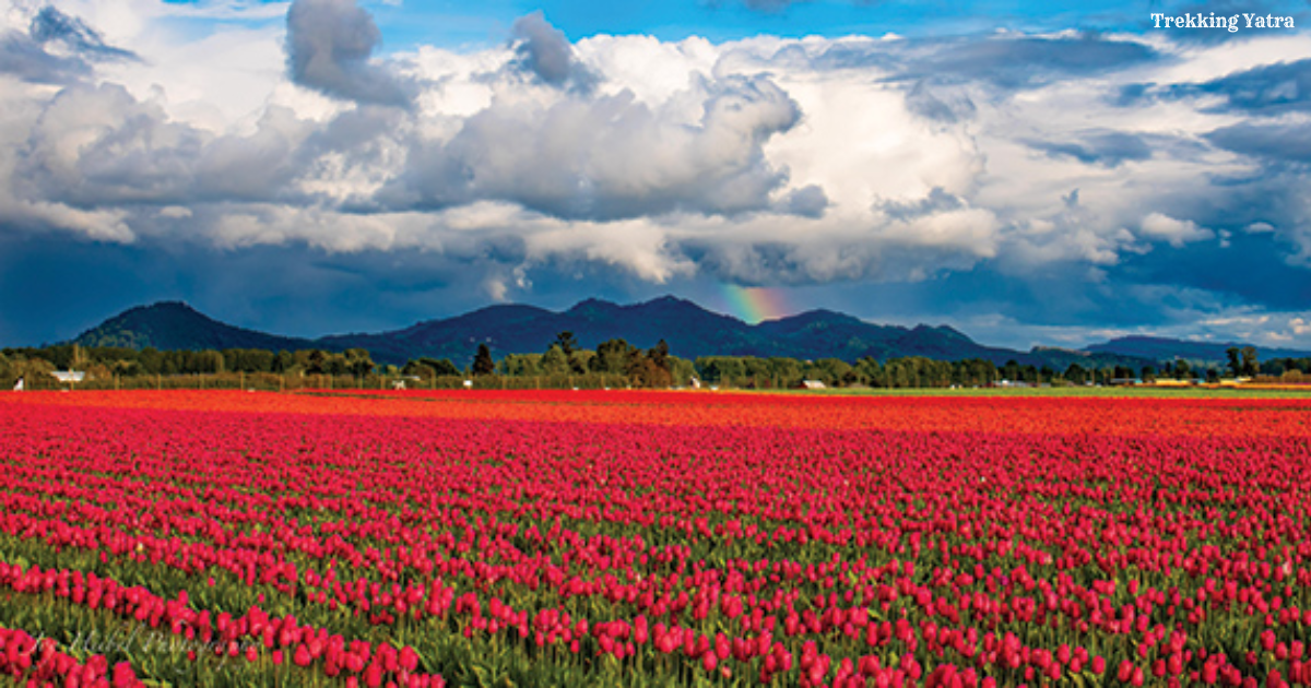 Skagit Valley Tulip Festival