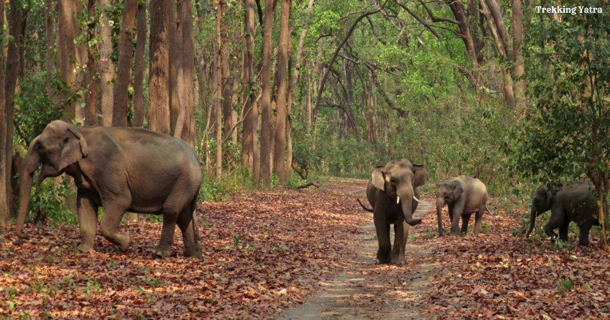 Jim Corbett National Park