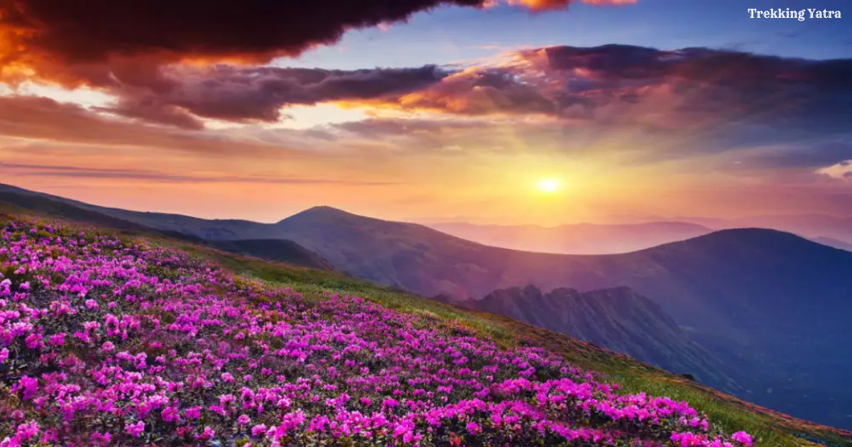 Valley of Flowers