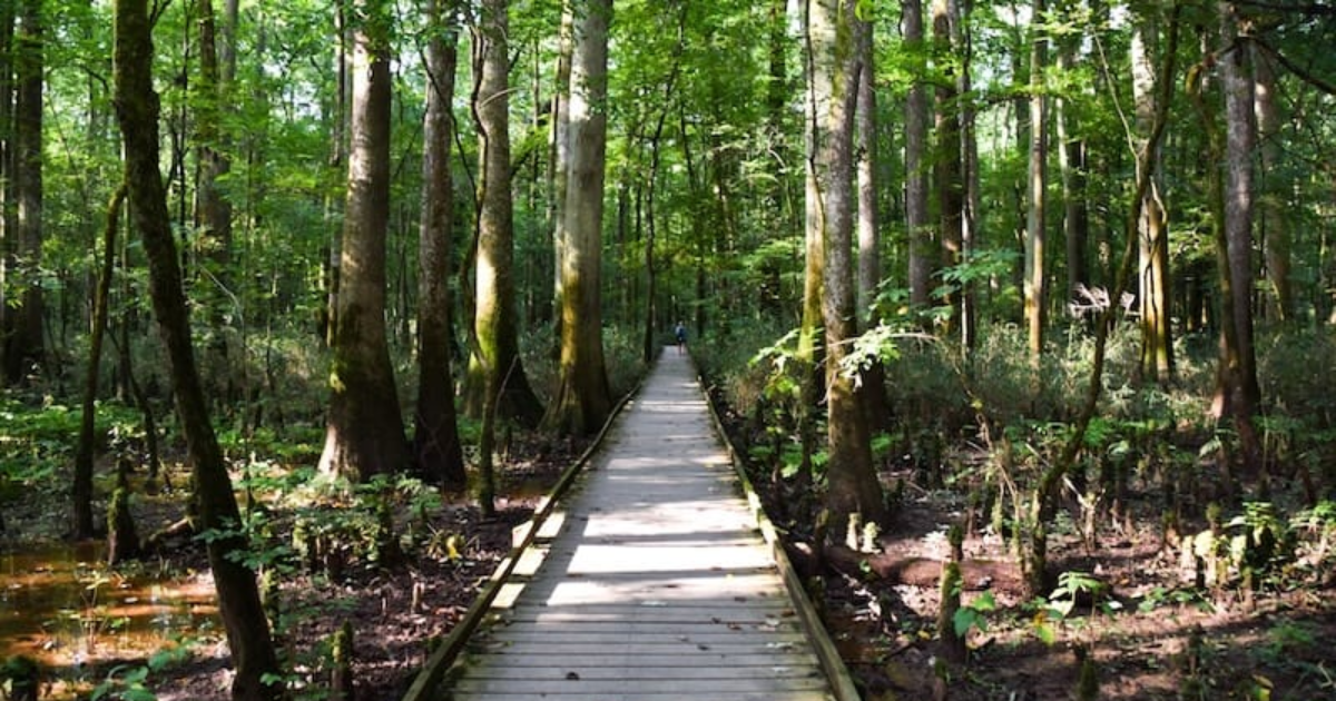 Congaree National Park