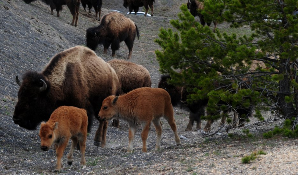 Bison Cliffside Fall Yellowstone 