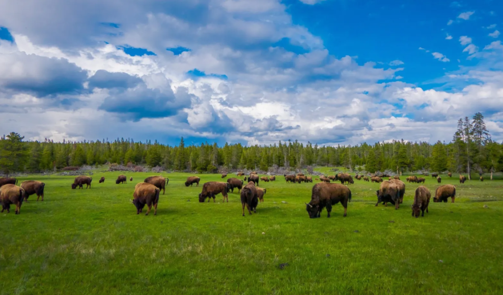 Bison Cliffside Fall Yellowstone park