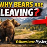 bears leaving Yellowstone National Park