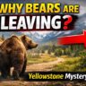 bears leaving Yellowstone National Park