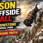 bison cliffside fall Yellowstone National Park