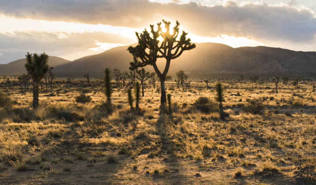 Joshua Tree National Park